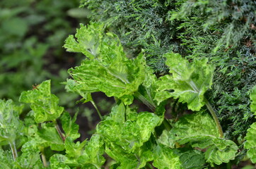 Fototapeta premium Curly mint combined with juniper bush creates an exceptional aroma.