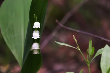 Fotobehang Lily of the valley flowers and foliage in the forest in summer. Forest plant. © PROKOPYCH