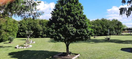 tree in the park