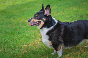 2021-06-05 A PROFILE PHOTOGRAPH OF A MULTI COLORED CORGI ON A GREEN LAWN