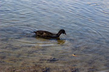 Wild ducks swim in the park's pond