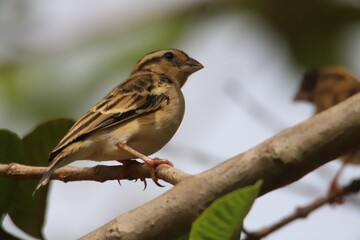 bird on a branch