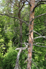 Forest dying on the Brocken in the Harz Germany