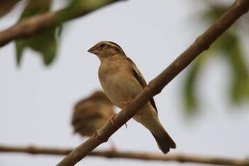 sparrow on a branch