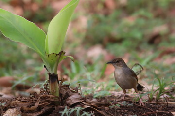 bird on the ground 