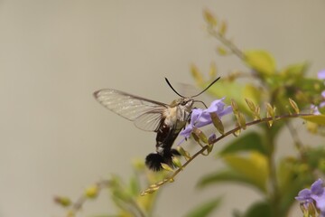 cephonoes hylsas on a flower