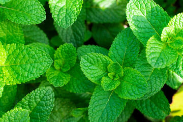 Fresh mint in the garden with a pronounced green color. Full frame, food background
