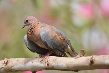 pigeon on the branch
