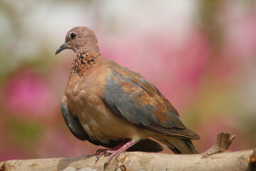 dove on the branch