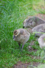 A young Canada Goose Gosling foraging in the grass.