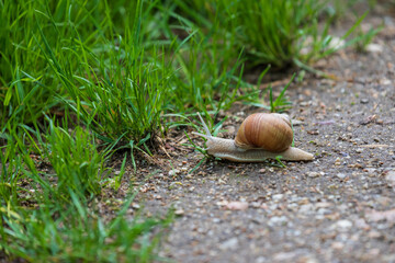 A snail with a shell and protruding tentacles crawls along the path into the grass.