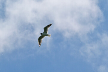 Beautiful black-headed gull in flight with wings spread on the blue sky background and a beetle in its beak