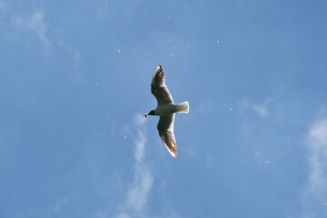 Beautiful black-headed gull in flight with wings spread on the blue sky background and a beetle in its beak