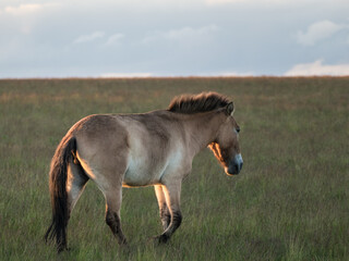wild horses on a meadow