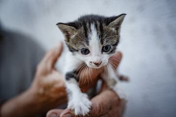 Adorable little kitten in hands on white background.