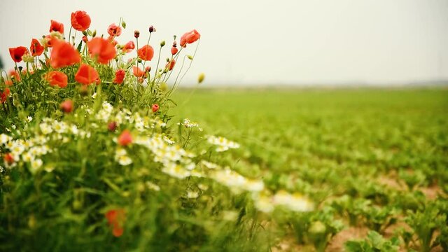 Mohnblumen am Rand eines Felds