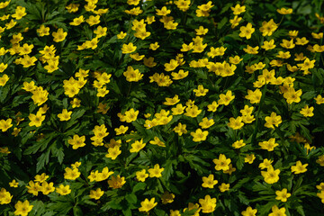 Anemone ranunculoides, the yellow anemone, yellow wood anemone or buttercup anemone.