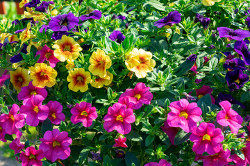 beautiful colorful blooming petunia background full screen