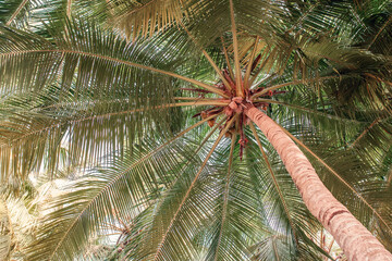 wide, lush crown of giant green coconut palm leaves, bottom view