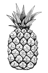 Sketch of a pineapple. Isolated hand-drawn pineapple. Tropical fruit. Vegetarian and vitamin food.
