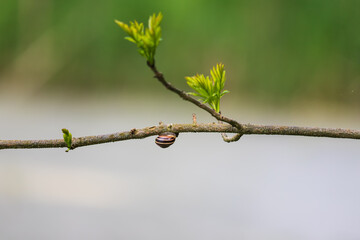 A snail with a striped conch climbs a tree branch.