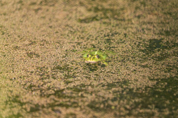 A green toad frog lies on the surface of a pond. Around the frog are green flakes of grass.