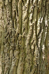 Obraz premium tree bark as a background
