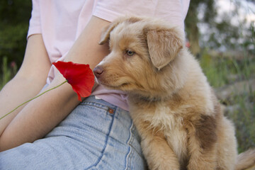 portrait of puppy dog smelling red poppy in the country