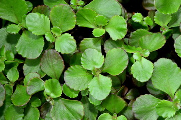 Green natural background of the leaves of low plants.