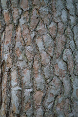 The stone pine cortex. Pine bark. Nature concept