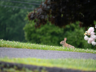 Suburban Rabbit I