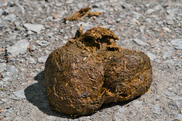 fresh horse droppings lying on a path in the forest