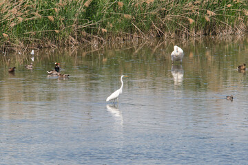 Naklejka na ściany i meble some waterfowl on a lake but the focus is on a white heron