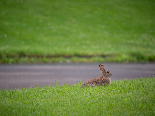 Suburban Rabbit II
