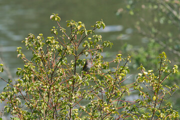 dunnock passerine prunella modularis birds sits on a green metal pole in front of a hedge and looks to the side