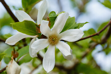 White Magnolia kobus flower plant