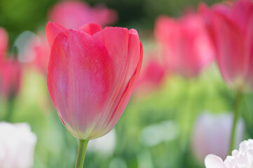 fleur tulipe rose très colorée sur fonds contrasté vert 