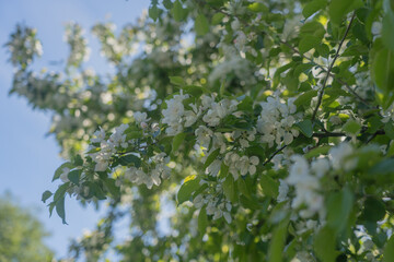 Branches of a blossoming apple tree on a background of blue sky.Natural background, there is a place for text.