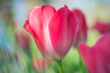 tulipe rose de printemps en gros plan sur fonds vert et rose