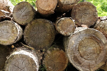 Fototapeta premium a freshly felled wooden pile in the forest