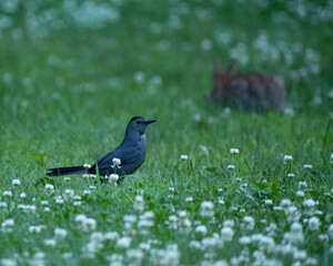 Obraz premium Catbird with Rabbit