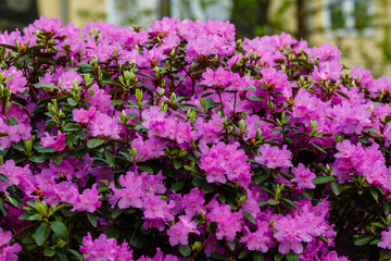 Pacific rhododendron (Rhododendron macrophyllum), blooming time at the spring park