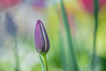 fleur tulipe violette très colorée sur fonds contrasté vert en pleine journée dans un parc en plan rapproché