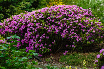 Pacific rhododendron (Rhododendron macrophyllum), blooming time at the spring park