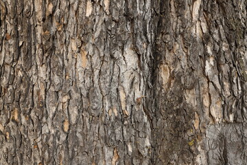 tree bark as a background