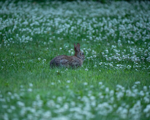 Rabbit in Clover Blooms