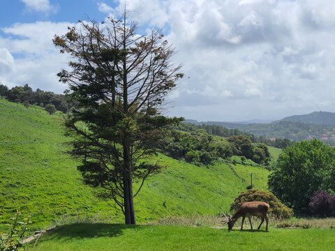 landscape with a tree and deer