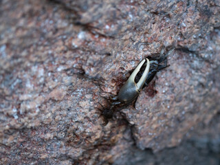 Fiddler Crab I