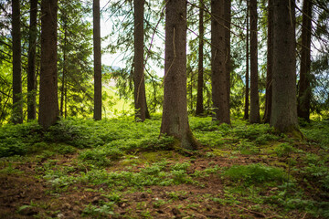 Wald und Moos