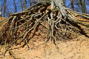 Arbre racines sol sous-sol terre ciel bleu bois
